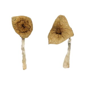 Blue Magnolia Rust Magic Mushrooms Online