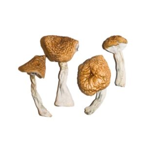 Burmese Magic Mushrooms