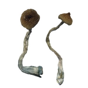 Buy Costa Rican Magic Mushrooms