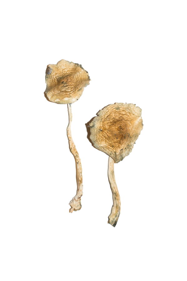 Buy Cuban Magic Mushrooms Michigan