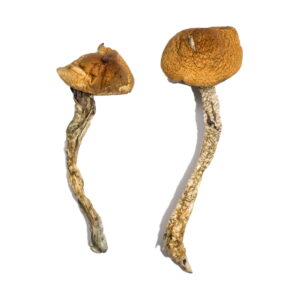 Buy Daddy Long Legs Magic Mushrooms