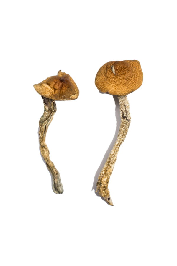 Buy Daddy Long Legs Magic Mushrooms