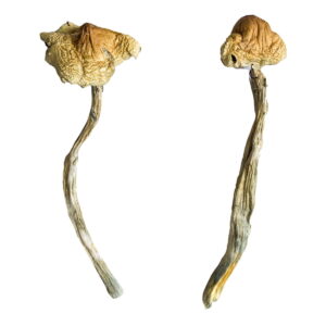 Huautla Magic Mushrooms