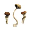 Malaysian Magic Mushrooms - Image 2