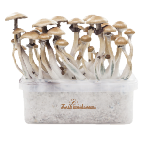 Fresh Mushrooms Grow Kit